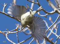 Ruby crowned Kinglet 7044